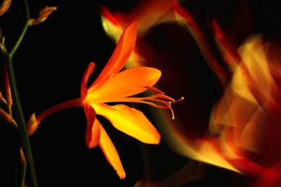 Close-up of orange rose flower