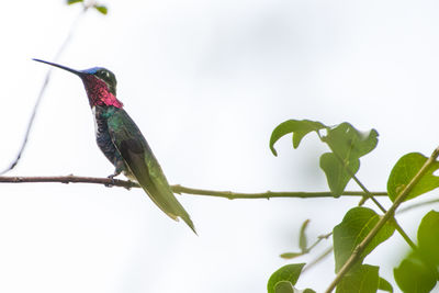 Low angle view of bird perching on tree against sky