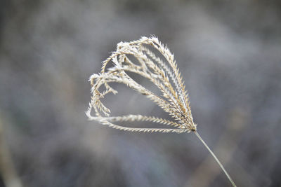 Close-up of flower against blurred background