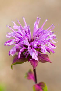 Close-up of purple flowers blooming outdoors