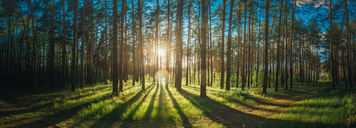 Footpath amidst trees in forest