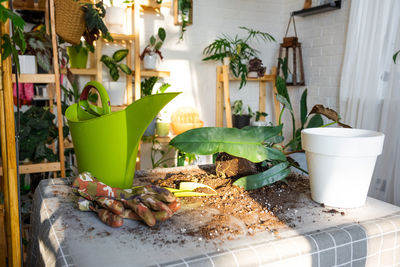 Potted plants on table