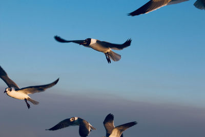 Low angle view of seagulls flying in sky