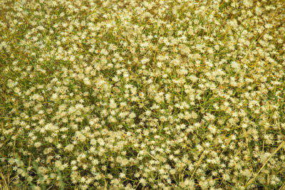 Full frame shot of plants