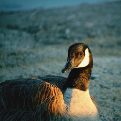 Close-up of duck on the beach