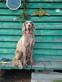 Portrait of dog looking away while sitting on wood