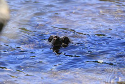 High angle view of dog swimming in lake