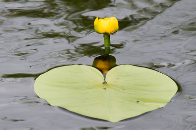 Close-up of lotus water lily in lake