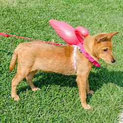 Close-up of dog standing on field