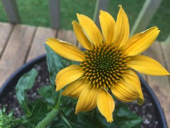 Close-up of yellow flower blooming outdoors