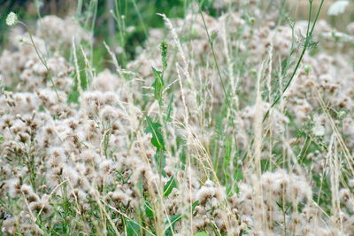 Close-up of flowering plants on field