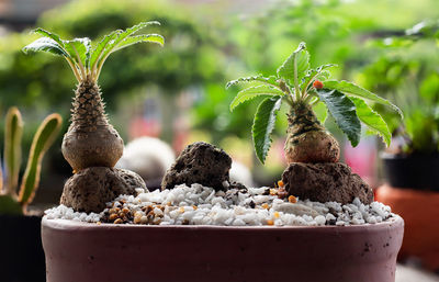 Close-up of potted plant on table