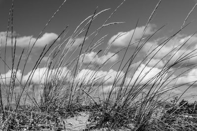 Close-up of grass on field against sky