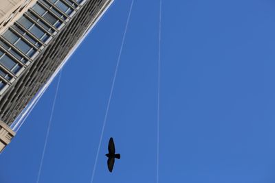 Low angle view of person against clear blue sky