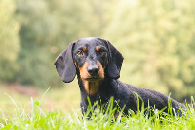 Portrait of dog looking away on field