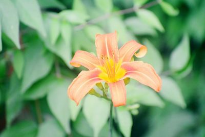 Close-up of orange lily blooming outdoors