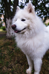 White dog looking away