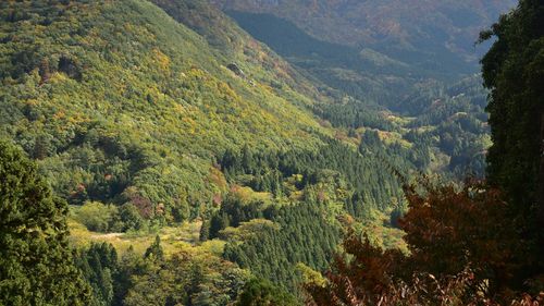 High angle view of forest