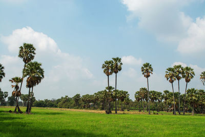 Palm trees on field against sky