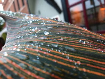 Close-up of water drops on leaf