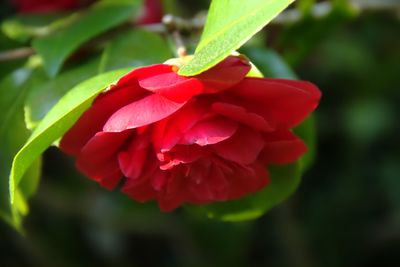 Close-up of red flower