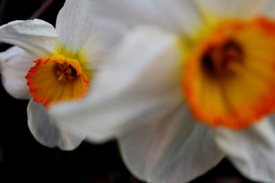 Close-up of white flower