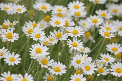 Full frame shot of white daisy flowers blooming outdoors