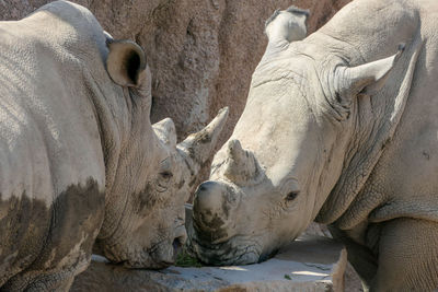 Close-up of two horses on land