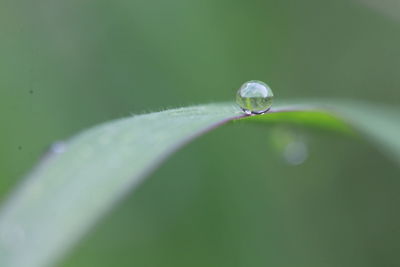 Close-up of raindrops on leaf