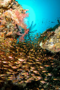 Fish swimming in sea