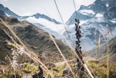 Close-up of snow covered land
