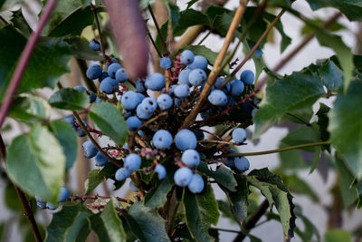 Close-up of grapes hanging on tree