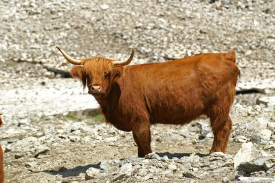 Side view portrait of highland cattle standing on field