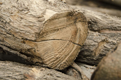 Close-up of log in forest