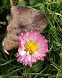 Close-up of pink flower blooming outdoors