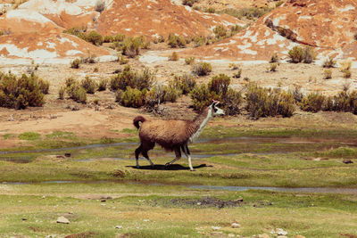 Giraffe on field against mountain