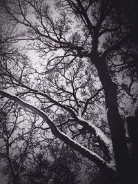 Low angle view of bare trees against sky