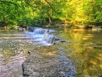 Scenic view of waterfall in forest