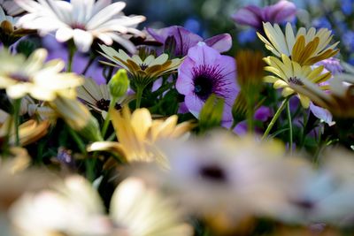 Close-up of purple flowers blooming outdoors