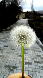 Close-up of dandelion