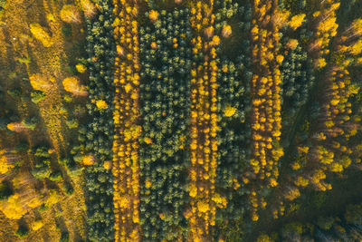 Full frame shot of yellow flowering plants