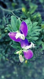 Close-up of purple flowers