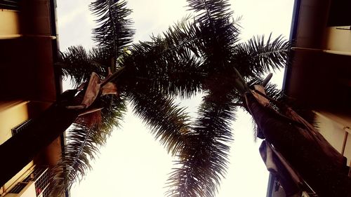 Low angle view of palm tree against sky