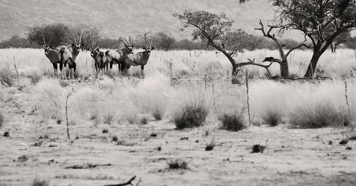 East african oryx standing on landscape