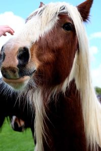 Close-up portrait of horse