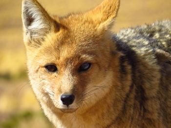 Close-up portrait of fox on field