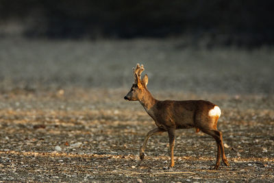 Roe deer near in dry side-branch of the river drava