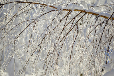 Close-up of snow covered bare tree