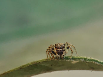 Close-up of spider