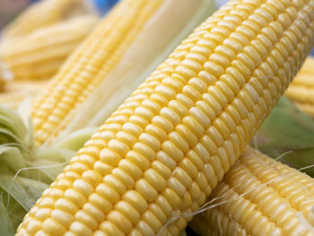 Close-up of corn